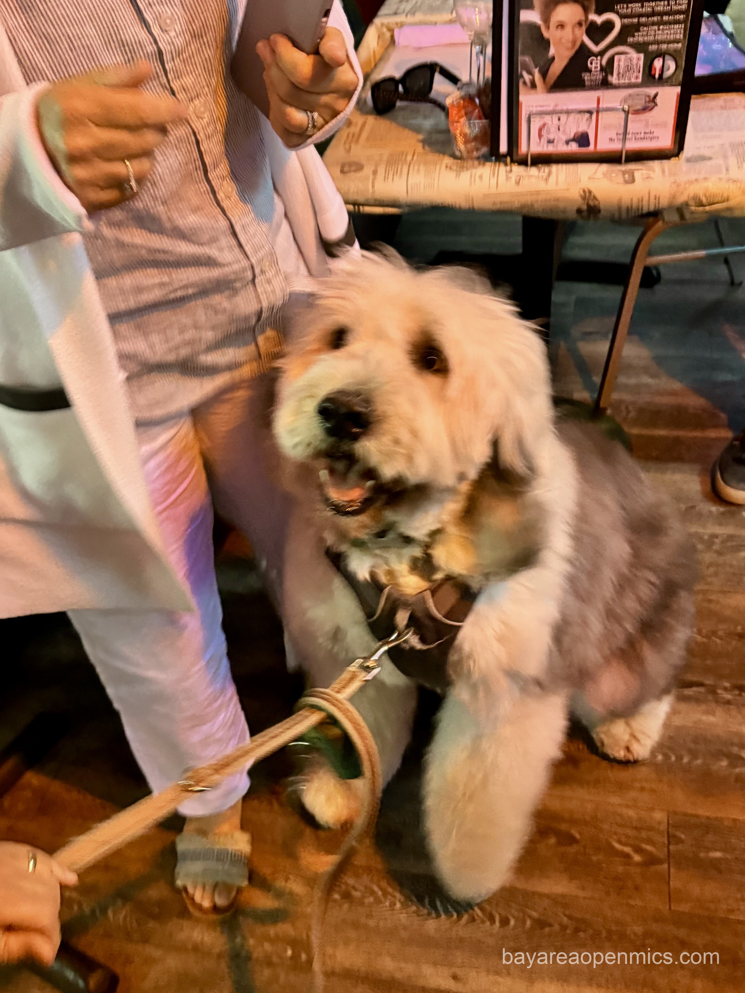 A fluffy dog sits happily next to a table